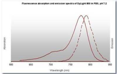 Fluorophore-linked immunosorbent assay: Goat anti-Mouse IgM Heavy Chain Secondary Antibody [DyLight 800] [NBP1-72884] - Fluorescence absorption and emission spectra of Dylight 800 in PBS, pH 7.2.